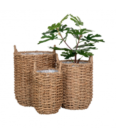 Hue planteskjuler