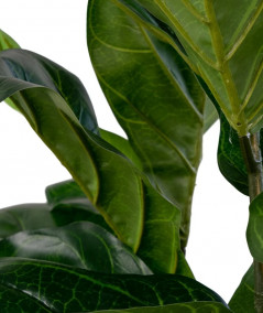 Violinfigen - Kunstig violinfigen plante 100 cm