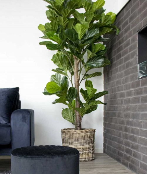 Violinfigen - Kunstig violinfigen plante 190 cm