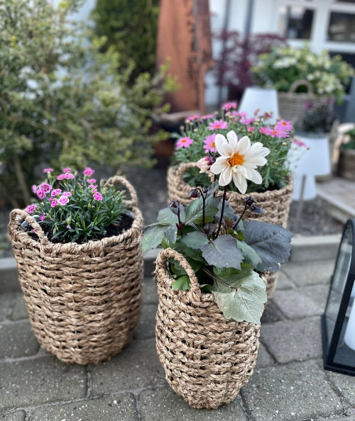 Hue planteskjuler
