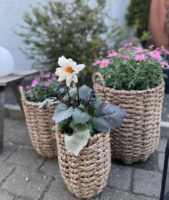 Hue planteskjuler