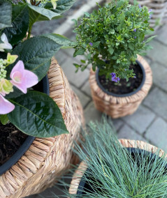 Hanoi planteskjuler