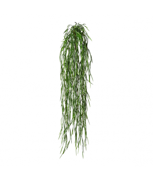 Rhipsalis plante