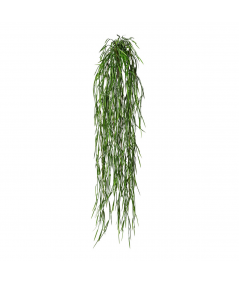 Rhipsalis plante