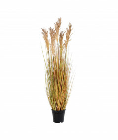 Sorghum Grass