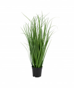 Poa Grass
